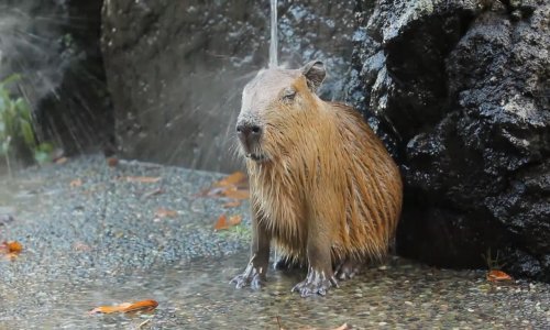Napeti ste? Ugledajte se na kapibare i opustite se!