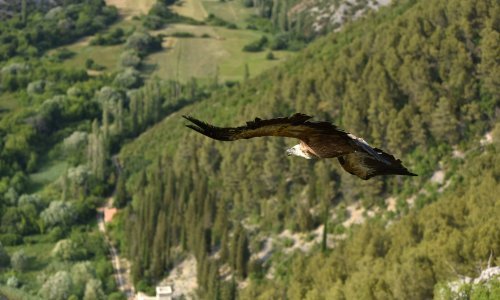 U kanjonu Čikole u prirodu vraćen bjeloglavi sup