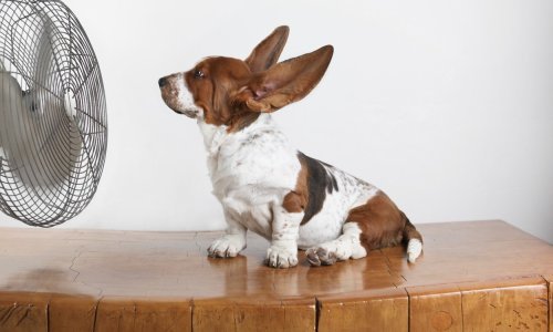 Kako zaštiti ljubimca od ljetnih vrućina