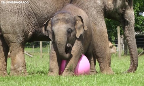 Slonica Elizabeth majstorica je driblinga