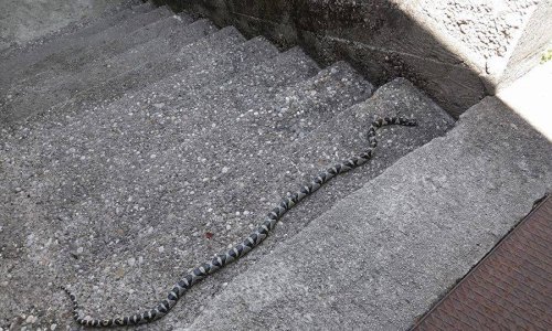 Oprez, egzotična zmija luta centrom Zagreba!