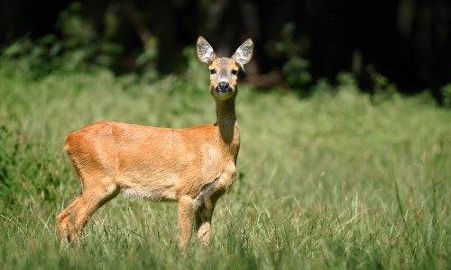 HAK upozorava: Ograničenje brzine na autocesti Zagreb-Rijeka zbog srne