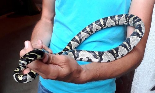 Odbjegla tropska zmija pronašla novi dom u Zagrebu, vlasnici dvorišta ulovili je sami