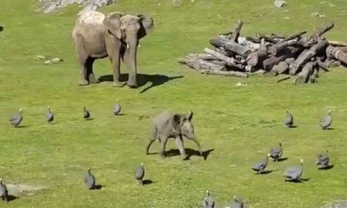 Neodoljivi slonić glumi opakog frajera