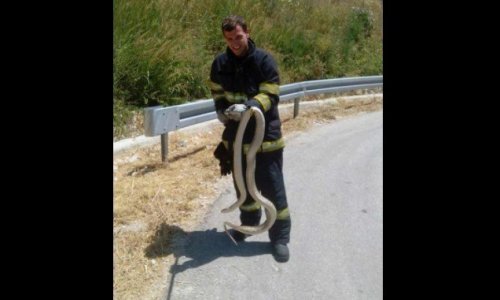 Vatrogasci iz kuće u Mokošici izvukli ogromnu zmiju