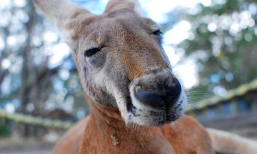 Pametni auto iz Volva ne može razaznati - klokane