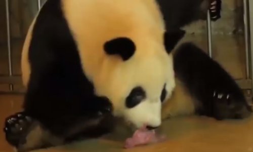 Kad se sve zbroji, na svijetu ima jako puno pandi