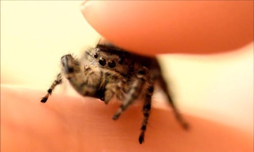 Čak i pauci mogu biti mazni ljubimci