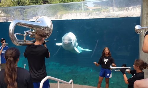 Bijeli kit opušta se uz limeni orkestar