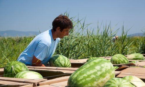 Proizvođači lubenica strahuju od jeftine uvozne konkurencije