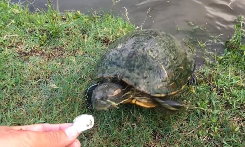 Ne dajte se zavarati – kornjače mogu biti jako brze!