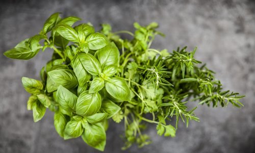 Ovim ćete biljkama sigurno rastjerati komarce