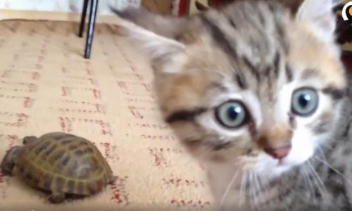 Kornjača potpuno izbezumila mačića