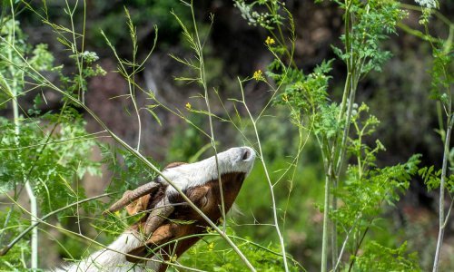 Za ne povjerovati! Sindikalci digli bunu protiv autsorsanih koza