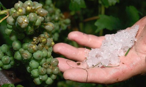 Švedski rizling? Švedski chardonnay? Sve je moguće u doba klimatskih promjena!