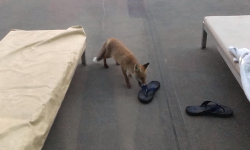 Lisica ušetala u hotel i ukrala japanke. Što će joj?