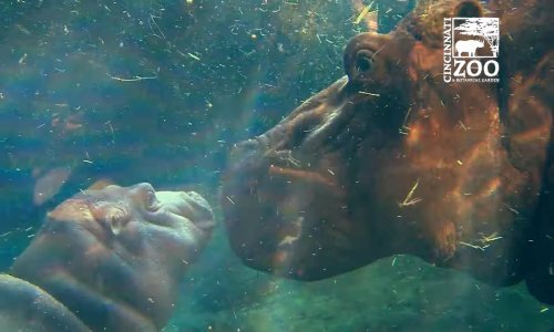 Ima li što slađe od obitelji nilskih konja?