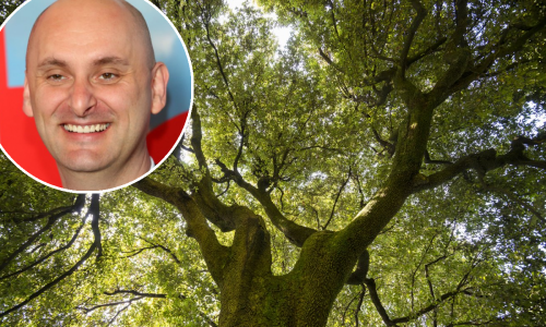 Mogu li se požari u Dalmaciji spriječiti sađenjem hrasta umjesto bora?