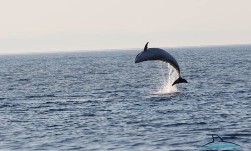 U pomoć ovog kataloga, znat ćete sve zaštićene vrste u Hrvatskoj