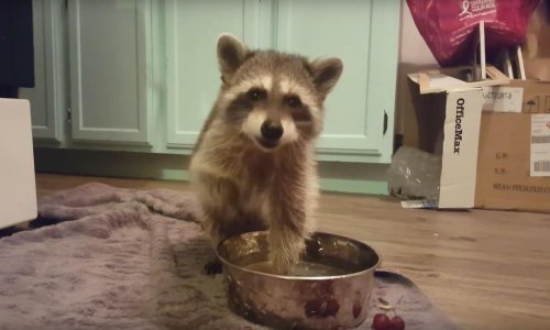 Čak i rakuni peru svoje voće