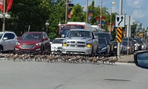Kanadske guske čekaju zeleno svjetlo na semaforu