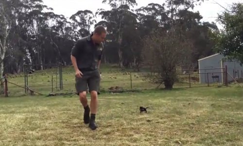 Umiljati vrag prati ga u stopu, a on mu pomaže opstati na Zemlji