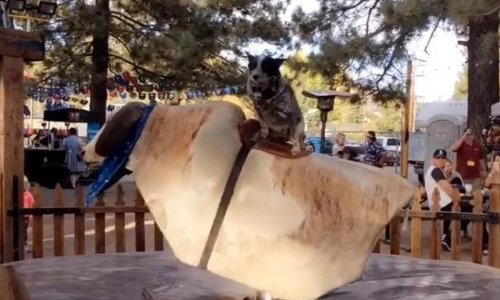 Ovaj pas jaše mehaničkog bika bolje nego mi!