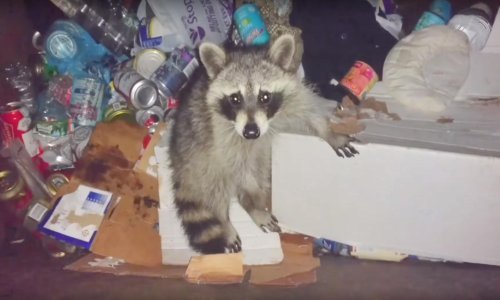 Tip već godinu dana spašava istog rakuna