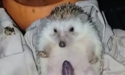 Ima li išta slađe od tek rođenih ježeva? Ima - čovjek koji ih porađa!