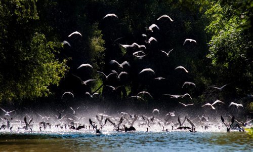 Slučaj kormoran: Povučena odluka o odstrelu, traži se drugo rješenje