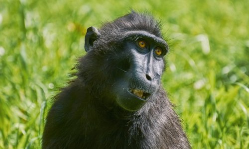 U Zatonu Obrovačkom zatvoren ilegalni ZOO