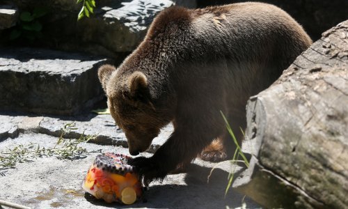 Stanovnici zagrebačkog ZOO-a dobili ledene poslastice i tuširanje
