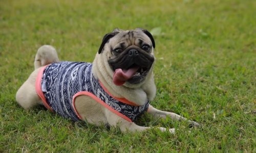 Mops Doug ima cijelu ekipu – kozlića!