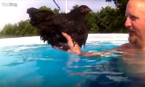 Konačno riješen misterij - znaju li kokoši plivati