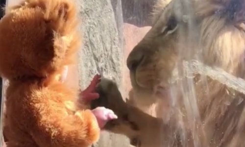 Beba maskirana u lavića smekšala srce strašnog lava