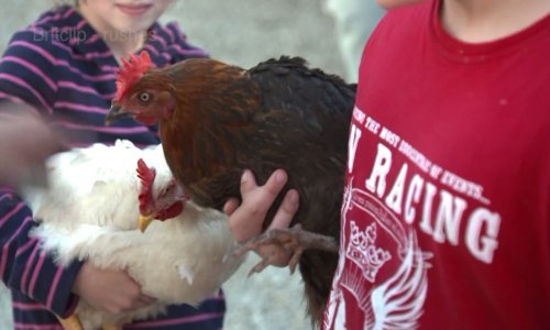 Znate li koja je najbrža kokoš u Engleskoj? Pečena!