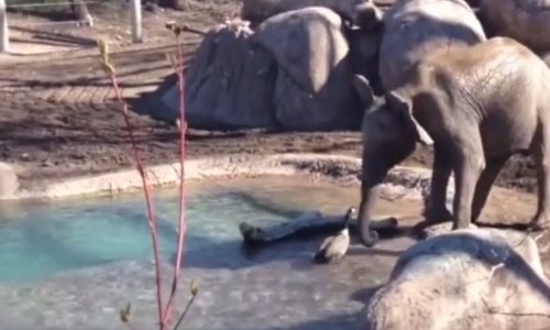 Potukli se slon i guska, a ishod će vas iznenaditi