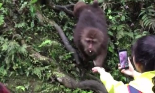 Ono kad hraniš majmuna pa ispadneš još veći majmun