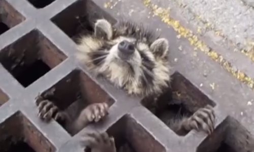 Za ovako nešto rakun se morao dobro potruditi