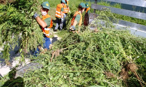 Oprez, ulazimo u kritično razdoblje s ambrozijom - ugrožen svaki četvrti stanovnik!