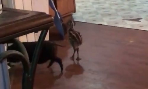 Možda im nije mjesto u kuhinji, ali uljepšat će vam dan