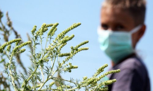 Evo gdje možete provjeriti koncentraciju peludi ambrozije u zraku