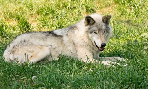 Koliko su psi slični vukovima?