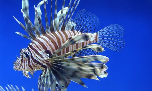 Mediteran naseljava riba čiji je ubod opasan po život