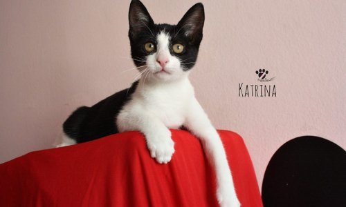 Ovi ljepotani spremni su unijeti veselje u vaš dom