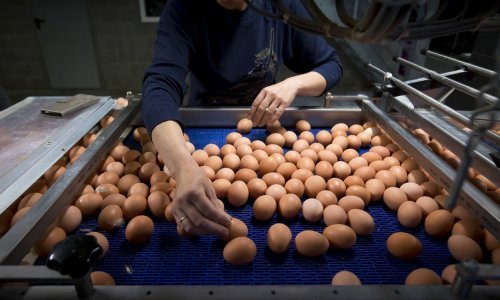 U EU nešto jako smrdi po pokvarenim jajima. Je li spas u tehnologiji blockchain?