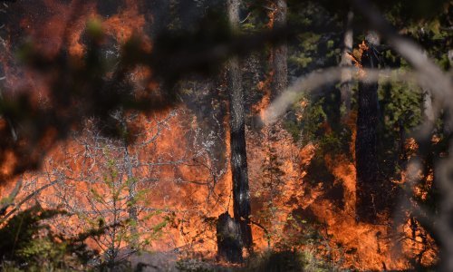 U požaru između Jadrije i Srime izgorjelo 50 hektara borove šume