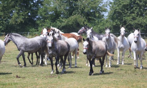 Obožavaju ih monarsi, škicaju ih Rusi, a Montenegra čeka svog vlasnika za 3.500 eura
