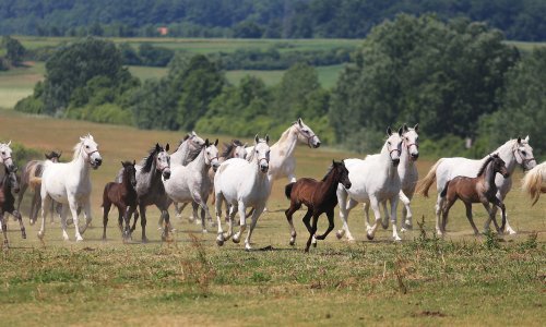 Ravnatelj ergele podnio ostavku nakon što je lipicanac podletio pod vlak