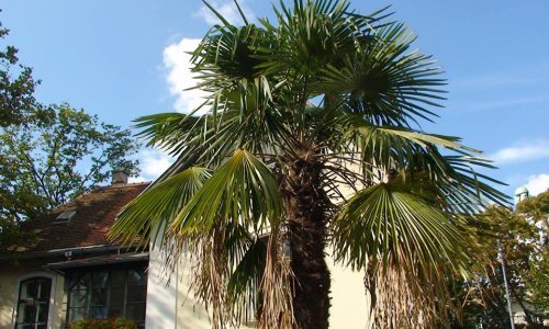 Građani navalili na palme iz zagrebačkoga Botaničkog vrta